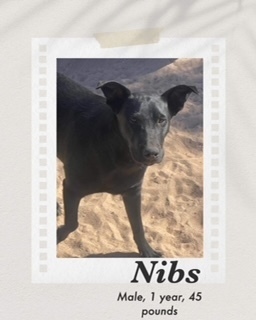 Nibs, an adoptable Labrador Retriever in Puerto Penasco, SON, 83550 | Photo Image 1