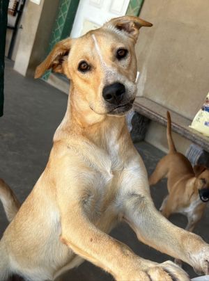 Sheina, Young Female Carolina Dog