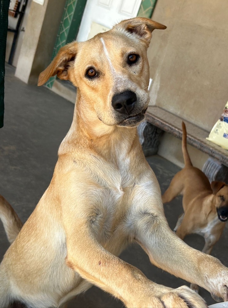 Sheina, an adoptable Carolina Dog in Puerto Penasco, SON, 83550 | Photo Image 1