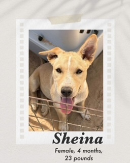 Sheina, an adoptable Carolina Dog in Puerto Penasco, SON, 83550 | Photo Image 2