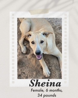 Sheina, an adoptable Carolina Dog in Puerto Penasco, SON, 83550 | Photo Image 3