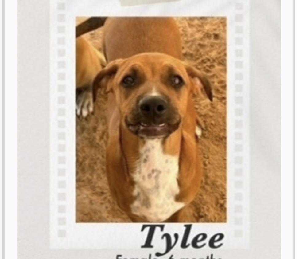 Tylee, an adoptable Boxer, Coonhound in Puerto Penasco, SON, 83550 | Photo Image 1
