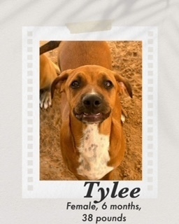 Tylee, an adoptable Boxer, Coonhound in Puerto Penasco, SON, 83550 | Photo Image 2