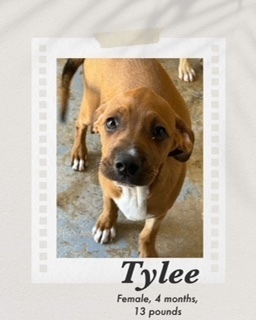 Tylee, an adoptable Boxer, Coonhound in Puerto Penasco, SON, 83550 | Photo Image 3