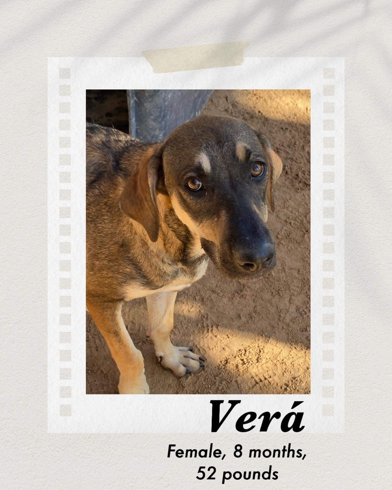 Vera, an adoptable Shepherd in Puerto Penasco, SON, 83550 | Photo Image 1