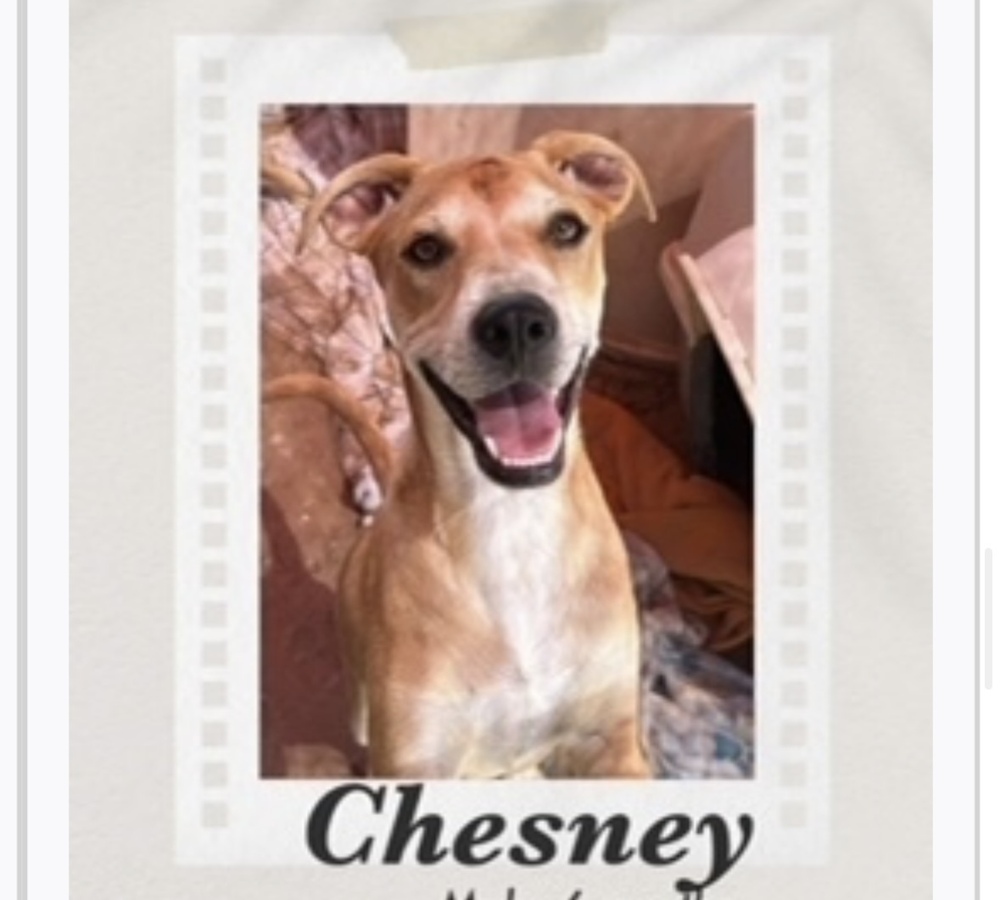 Chesney, an adoptable Carolina Dog, Shepherd in Puerto Penasco, SON, 83550 | Photo Image 1