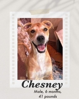 Chesney, an adoptable Carolina Dog, Shepherd in Puerto Penasco, SON, 83550 | Photo Image 2