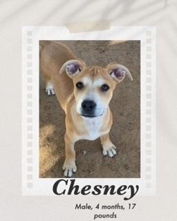 Chesney, an adoptable Carolina Dog, Shepherd in Puerto Penasco, SON, 83550 | Photo Image 3