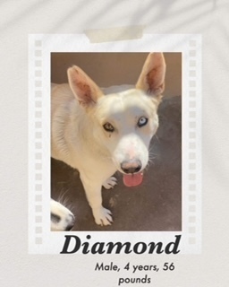 Diamond, an adoptable Husky in Puerto Penasco, SON, 83550 | Photo Image 1