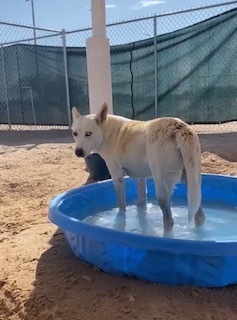 Diamond, an adoptable Husky in Puerto Penasco, SON, 83550 | Photo Image 2