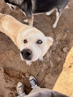 Diamond, an adoptable Husky in Puerto Penasco, SON, 83550 | Photo Image 3