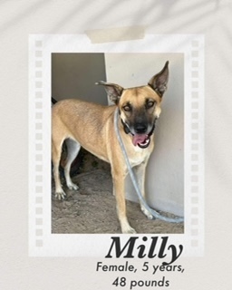 Momma Milly, an adoptable Shepherd in Puerto Penasco, SON, 83550 | Photo Image 1