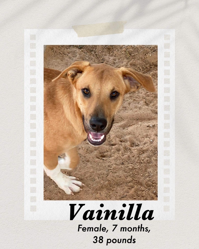 Vanilla, an adoptable Labrador Retriever, Shepherd in Puerto Penasco, SON, 83550 | Photo Image 1
