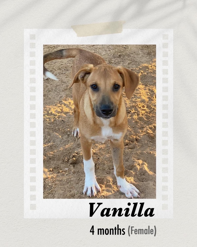 Vanilla, an adoptable Labrador Retriever, Shepherd in Puerto Penasco, SON, 83550 | Photo Image 2