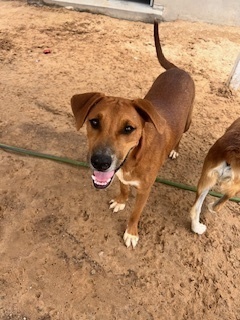 Blossom, an adoptable Shepherd in Puerto Penasco, SON, 83550 | Photo Image 1
