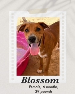 Blossom, an adoptable Shepherd in Puerto Penasco, SON, 83550 | Photo Image 2