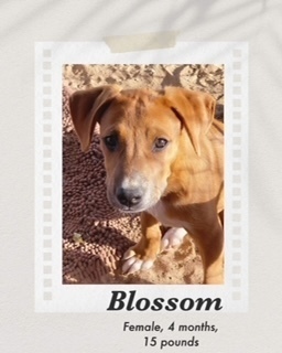 Blossom, an adoptable Shepherd in Puerto Penasco, SON, 83550 | Photo Image 3