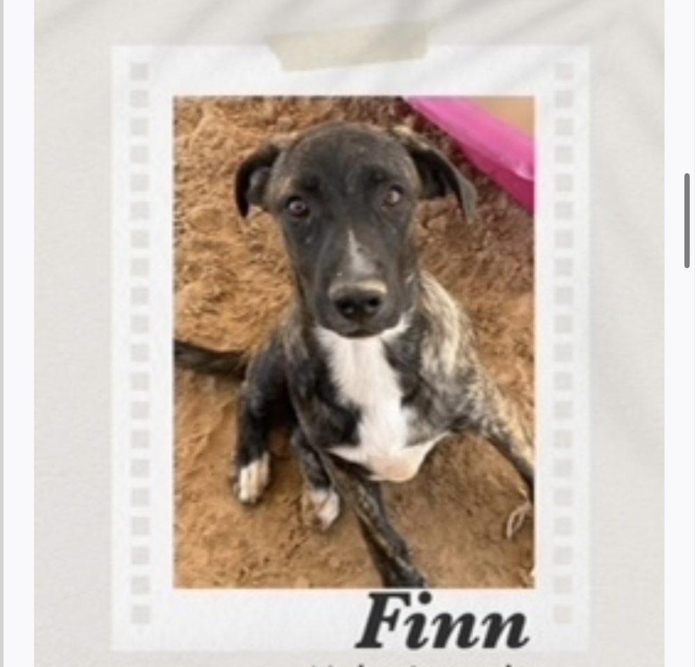Finn, an adoptable Boxer in Puerto Penasco, SON, 83550 | Photo Image 1