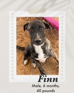 Finn, an adoptable Boxer in Puerto Penasco, SON, 83550 | Photo Image 2