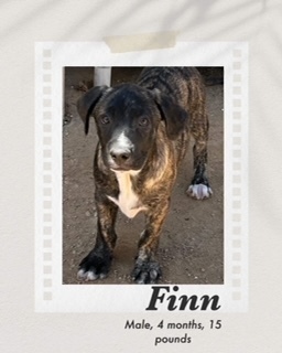 Finn, an adoptable Boxer in Puerto Penasco, SON, 83550 | Photo Image 3