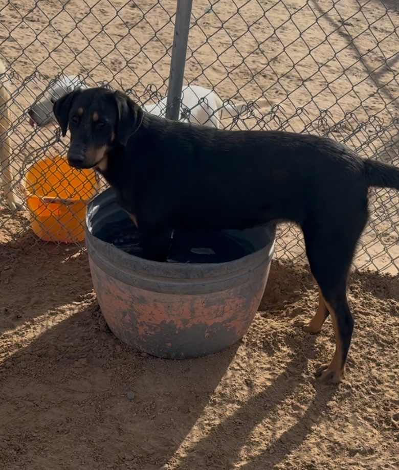 Mona, an adoptable Doberman Pinscher in Puerto Penasco, SON, 83550 | Photo Image 1
