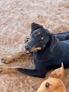 Mona, an adoptable Doberman Pinscher in Puerto Penasco, SON, 83550 | Photo Image 2