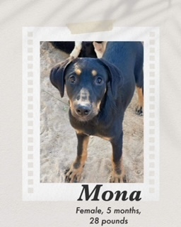 Mona, an adoptable Doberman Pinscher in Puerto Penasco, SON, 83550 | Photo Image 3