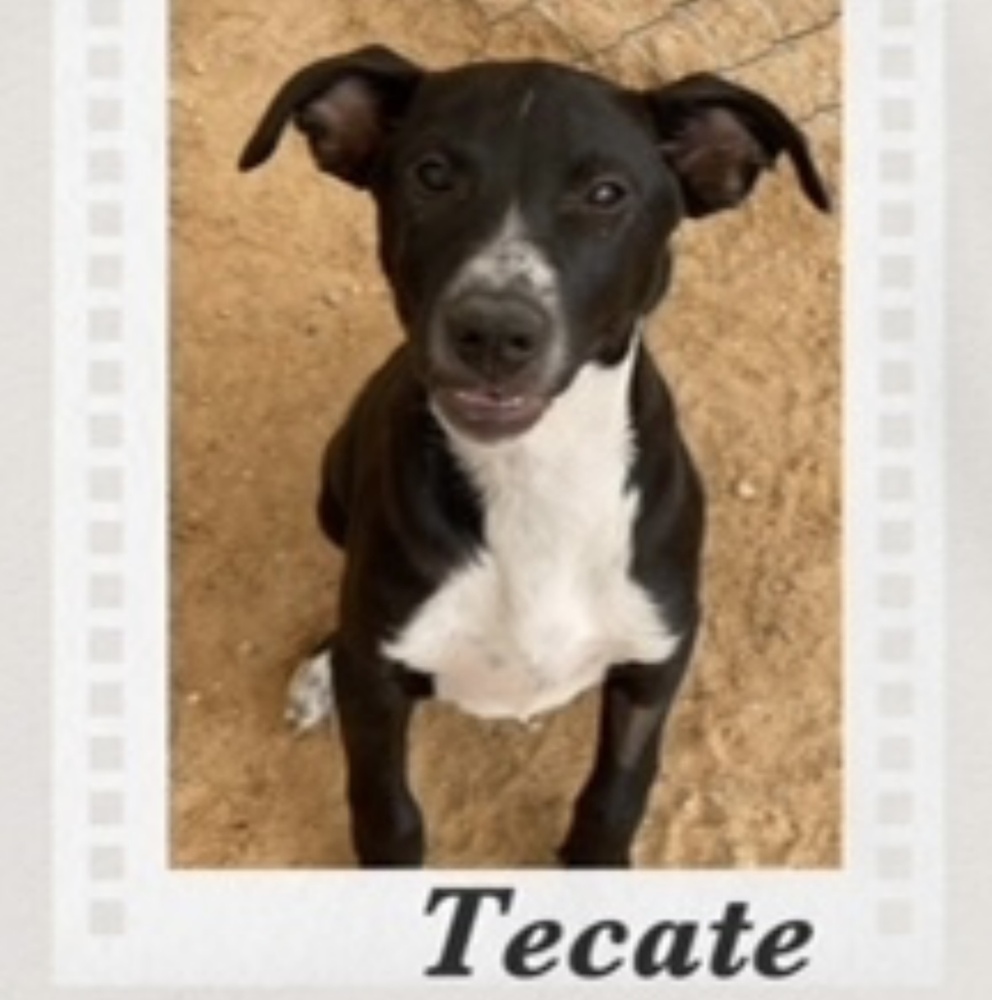 Tecate, an adoptable Labrador Retriever, Cattle Dog in Puerto Penasco, SON, 83550 | Photo Image 1