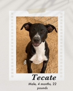 Tecate, an adoptable Labrador Retriever, Cattle Dog in Puerto Penasco, SON, 83550 | Photo Image 2