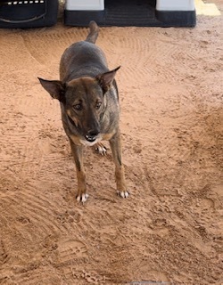 Kia, an adoptable Shepherd in Puerto Penasco, SON, 83550 | Photo Image 1