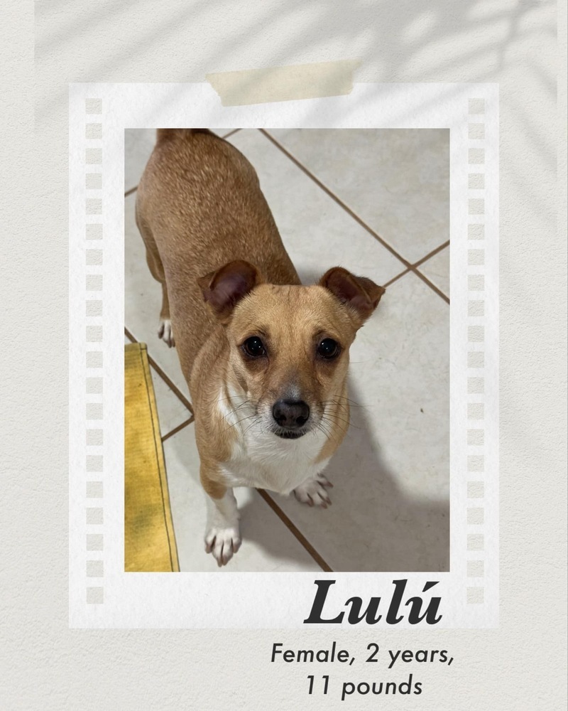 Lulu, an adoptable Chihuahua in Puerto Penasco, SON, 83550 | Photo Image 1