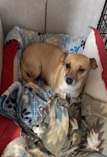 Lulu, an adoptable Chihuahua in Puerto Penasco, SON, 83550 | Photo Image 2