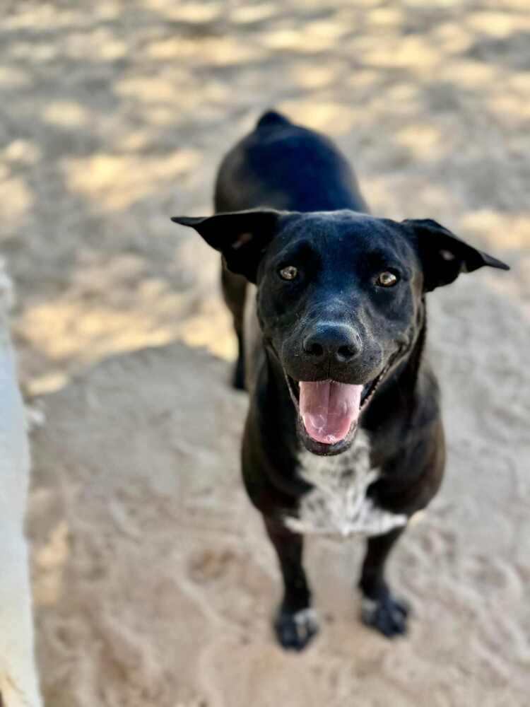 Oregon, an adoptable Labrador Retriever in Puerto Penasco, SON, 83550 | Photo Image 1