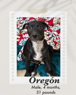 Oregon, an adoptable Labrador Retriever in Puerto Penasco, SON, 83550 | Photo Image 2