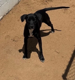 Oregon, an adoptable Labrador Retriever in Puerto Penasco, SON, 83550 | Photo Image 2