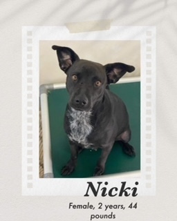 Nicki, an adoptable Labrador Retriever, Cattle Dog in Puerto Penasco, SON, 83550 | Photo Image 1