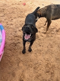 Nicki, an adoptable Labrador Retriever, Cattle Dog in Puerto Penasco, SON, 83550 | Photo Image 2