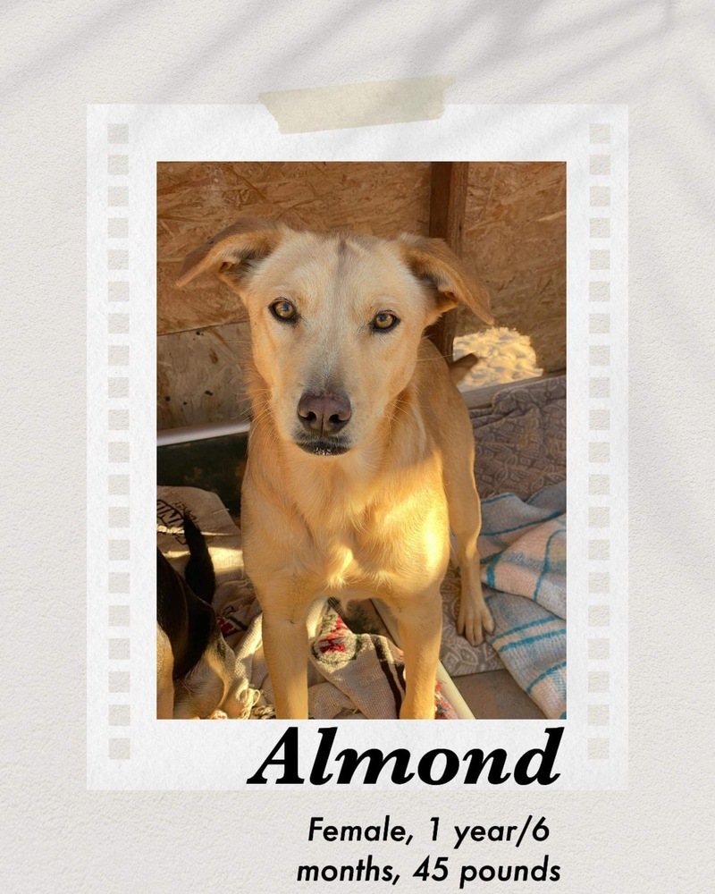 Almond, an adoptable Labrador Retriever in Puerto Penasco, SON, 83550 | Photo Image 1