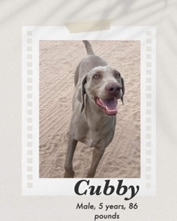 Cubby, an adoptable Weimaraner in Puerto Penasco, SON, 83550 | Photo Image 1