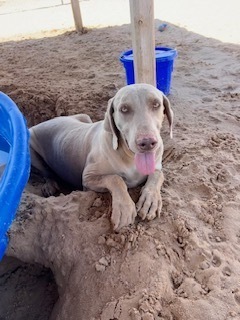 Cubby, an adoptable Weimaraner in Puerto Penasco, SON, 83550 | Photo Image 2