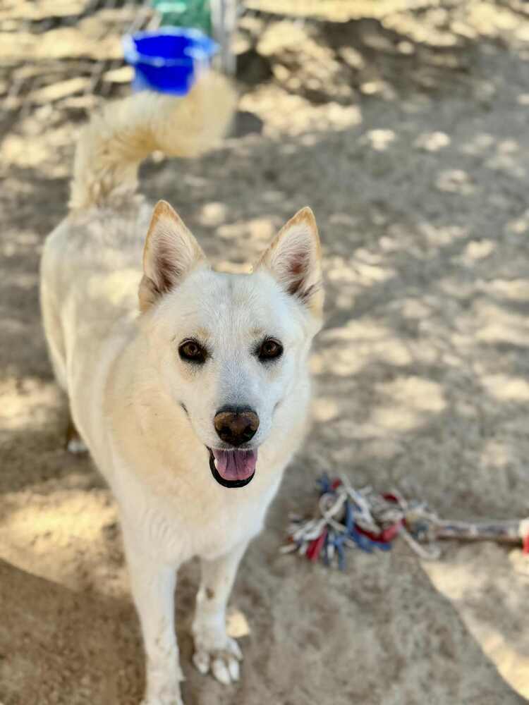 Marcy, an adoptable Husky, Shepherd in Puerto Penasco, SON, 83550 | Photo Image 1
