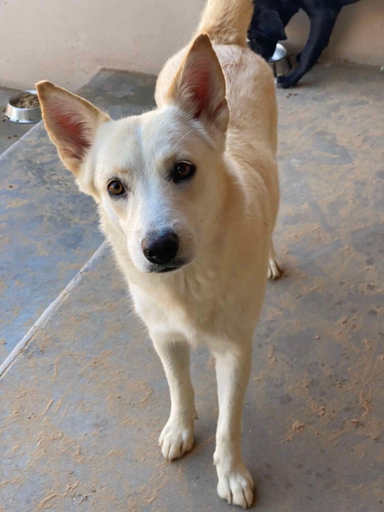 Marcy, an adoptable Husky, Shepherd in Puerto Penasco, SON, 83550 | Photo Image 2