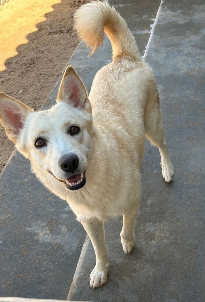 Marcy, an adoptable Husky, Shepherd in Puerto Penasco, SON, 83550 | Photo Image 3