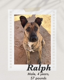 Ralph, an adoptable Dutch Shepherd in Puerto Penasco, SON, 83550 | Photo Image 1