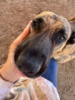 Ralph, an adoptable Dutch Shepherd in Puerto Penasco, SON, 83550 | Photo Image 2