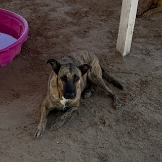 Ralph, an adoptable Dutch Shepherd in Puerto Penasco, SON, 83550 | Photo Image 3