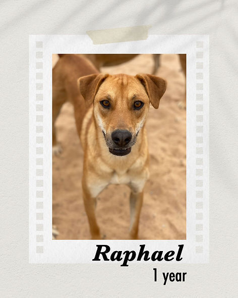 Raphael, an adoptable Shepherd in Puerto Penasco, SON, 83550 | Photo Image 1