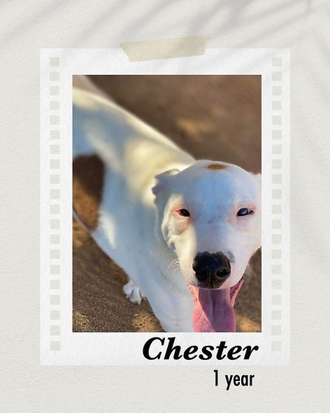 Chester, an adoptable Boxer, Labrador Retriever in Puerto Penasco, SON, 83550 | Photo Image 1