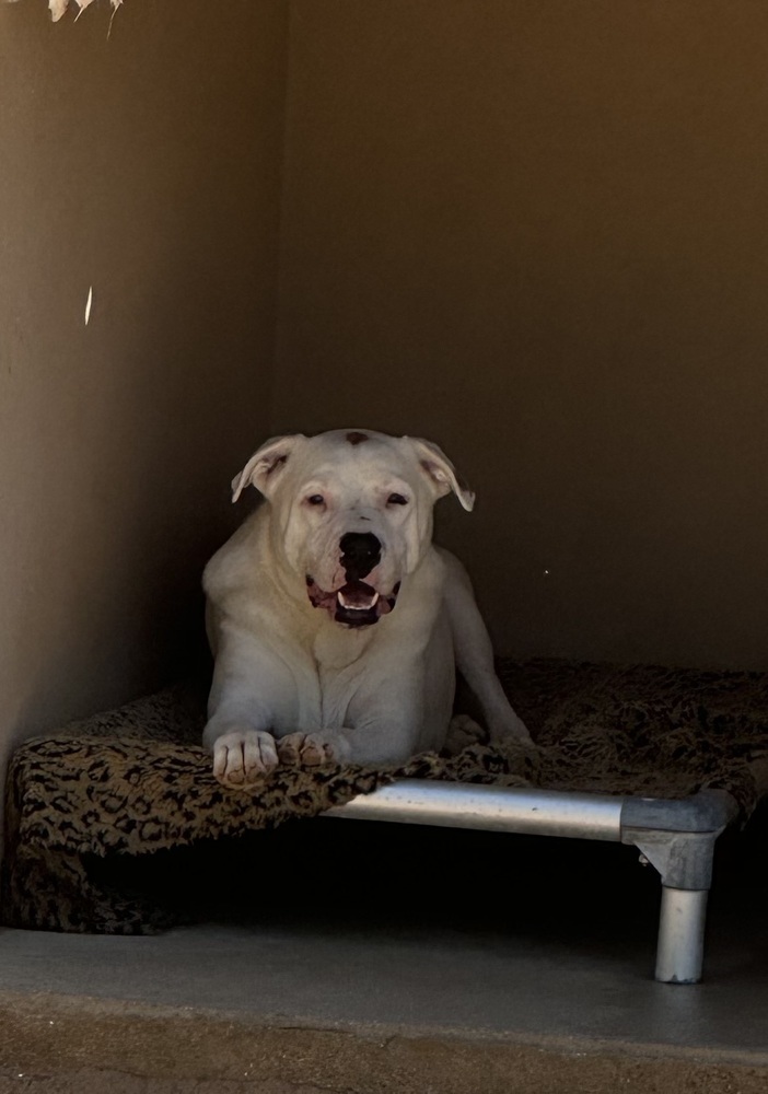 Chester, an adoptable Boxer, Labrador Retriever in Puerto Penasco, SON, 83550 | Photo Image 2
