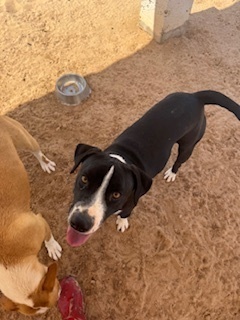 Diesel, an adoptable Australian Cattle Dog / Blue Heeler, Pit Bull Terrier in Puerto Penasco, SON, 83550 | Photo Image 1